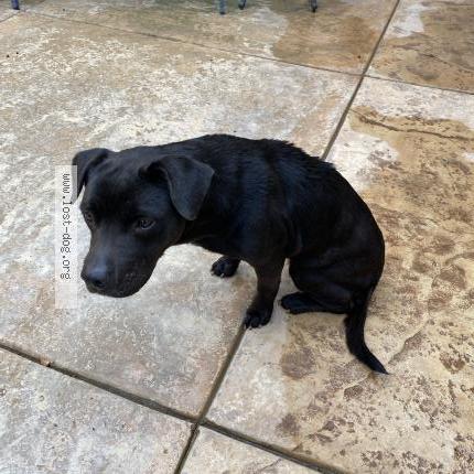 Photo 1/1 Found dog Found in Bakersfield