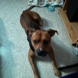 Picture of dog lost at Bruay La Buissiere