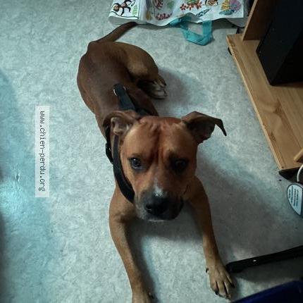 Photo 1/1 Tyson Chien lost in Bruay la buissiere