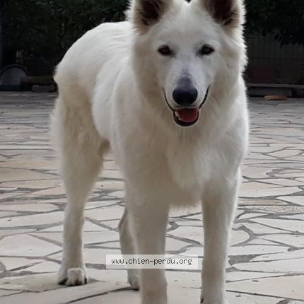 Photo 1/1 MONTHYON Chien lost in Les pavillons sous bois