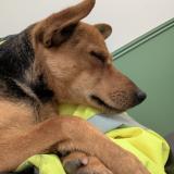 Picture of dog found at Osny