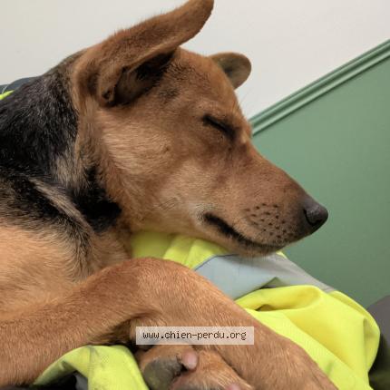 Photo 1/1 Found dog Found in Osny