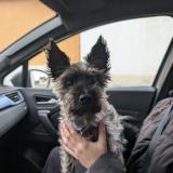 Picture of dog found at La Montagne