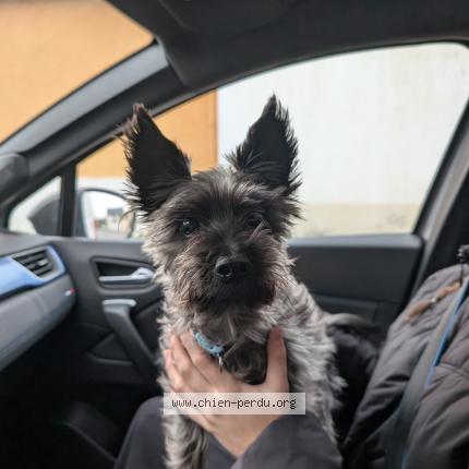 Photo 1/1 Found dog Found in La montagne