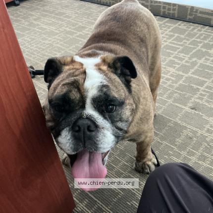 Photo 1/1 Reunited dog Found in Saint Bruno
