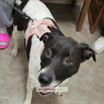 Photo 1/1 Found dog Found in Buffalo