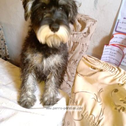 Photo 1/1 Peque&ntilde;o Chien lost in Ica