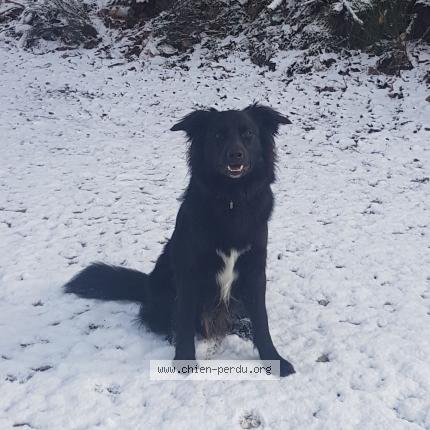 Photo 1/1 Baloo Chien lost in Siran