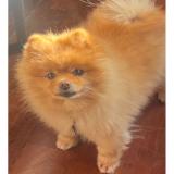 Picture of dog lost at Cannes