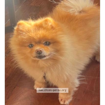 Photo 1/1 Sasha marlon Gradante Chien lost in Cannes