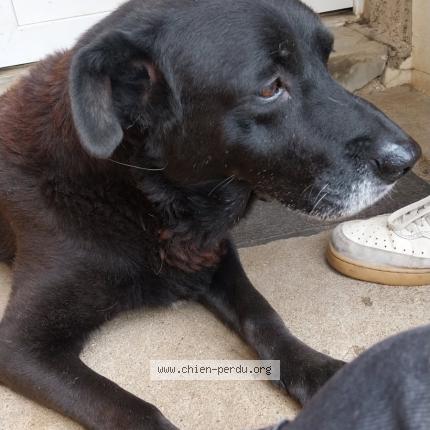 Photo 1/1 Heaven Chien lost in Melle