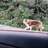 Picture of dog found at Eyragues