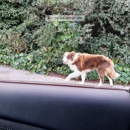 Photo 1/1 Found dog Found in Eyragues