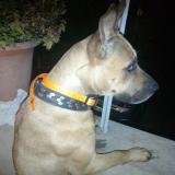 Picture of dog lost at Saint Projet