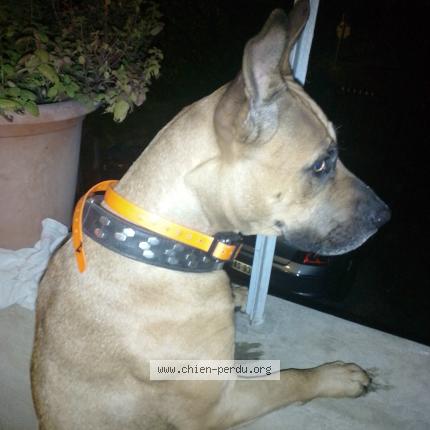 Photo 1/1 Ludivine Petronin Chien lost in Saint projet