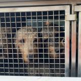 Picture of dog lost at Saint Priest La Prugne