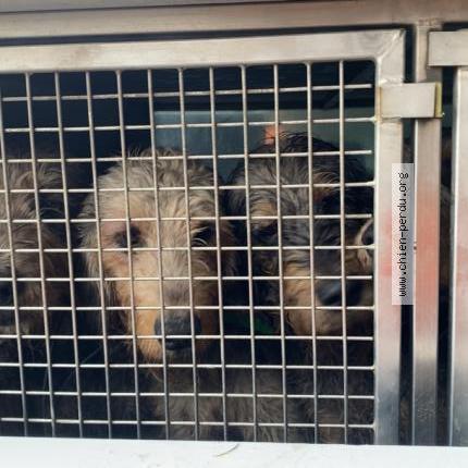 Photo 1/1 Prune Chien lost in Saint priest la prugne