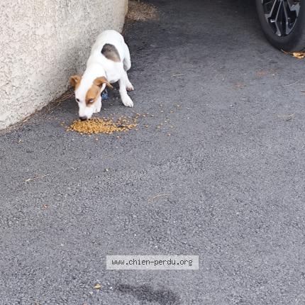 Photo 1/1 Found dog Found in Perpignan