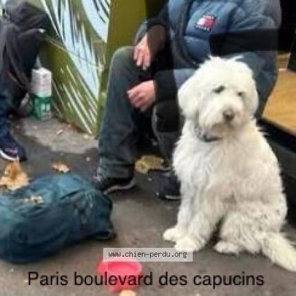 Photo 1/1 Found dog Found in Paris