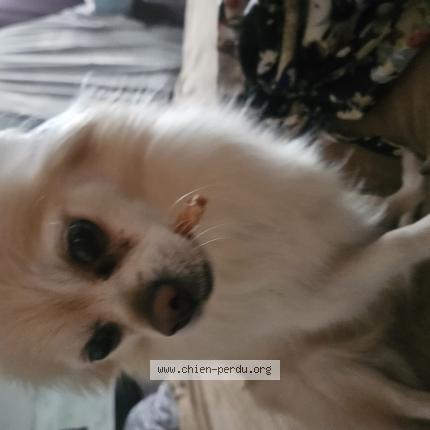 Photo 1/1 mélissa Verreault Chien lost in Longueuil