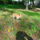 Picture of dog lost at Cannes