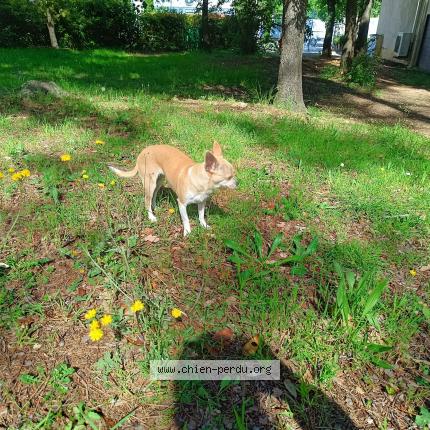 Photo 1/1 Niale Chien lost in Cannes