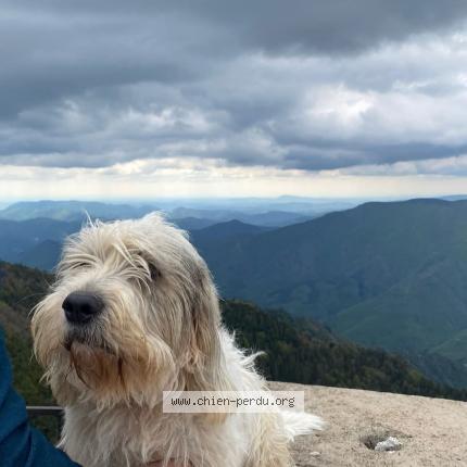 Photo 1/1 Saxo Chien lost in Saint germain de calberte
