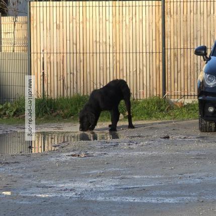 Photo 1/1 Found dog Found in Vouvray