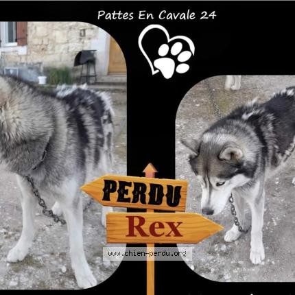 Photo 1/1 Rex Chien lost in St front de pradoux