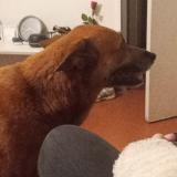 Picture of dog found at Amberieux