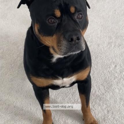 Photo 1/1 Ringo Chien lost in Bradford