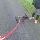 Picture of dog lost at Montlouis Sur Loire