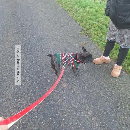 Photo 1/2 Nala Chien lost in Montlouis sur loire