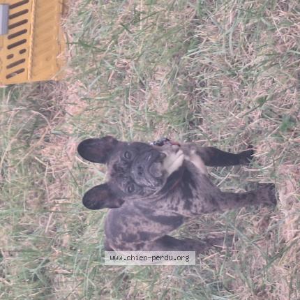 Photo 2/2 Nala Chien lost in Montlouis sur loire