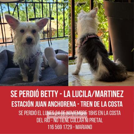 Photo 1/1 Betty Chien lost in Vicente lopez