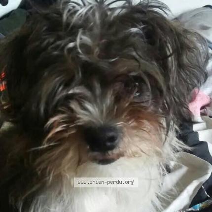 Photo 1/1 Roxanne Martin Breton Chien lost in Val des sources