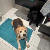 Picture of dog lost at Vence