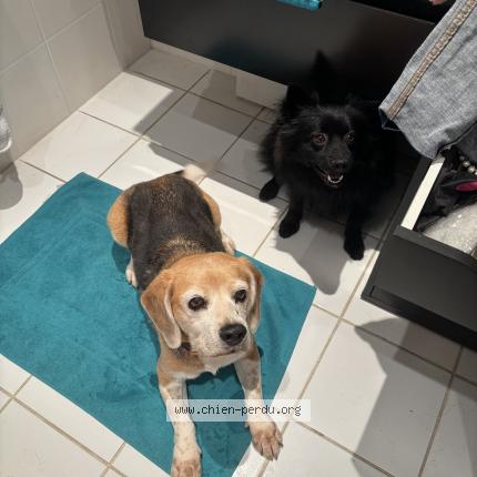 Photo 1/2 Isis Chien lost in Vence