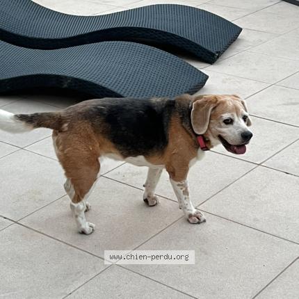 Photo 2/2 Isis Chien lost in Vence