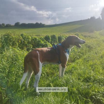 Photo 1/1 Lanceval Chien lost in Ste croix sur buchy