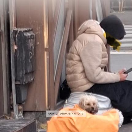 Photo 1/1 Found dog Found in Paris