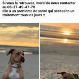 Picture of dog lost at Cucq