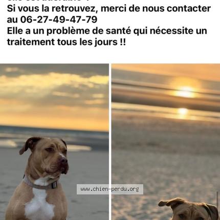 Photo 1/2 Opal Chien lost in Cucq