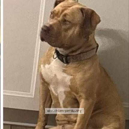 Photo 2/2 Opal Chien lost in Cucq