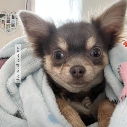 Photo 1/1 Found dog Found in Hulluch