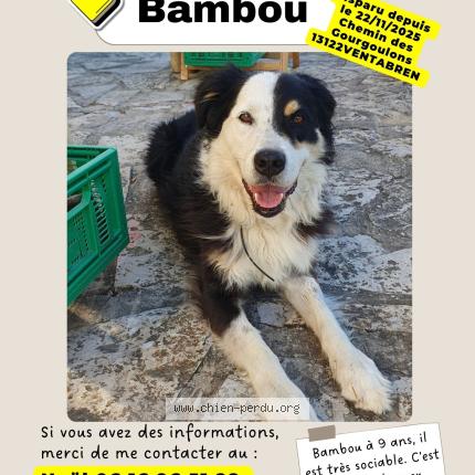 Photo 1/1 Dog reunited Lost in Ventabren