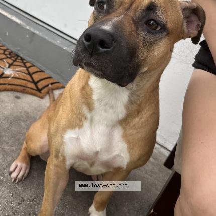 Photo 1/1 Reunited dog Lost in Little Haiti