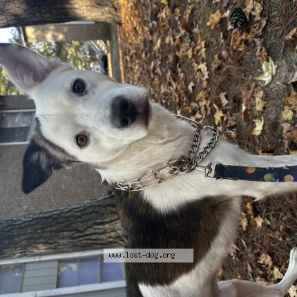 Picture of dog lost at Birmingham