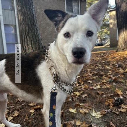 Photo 1/1 Bruno Dog lost in Birmingham
