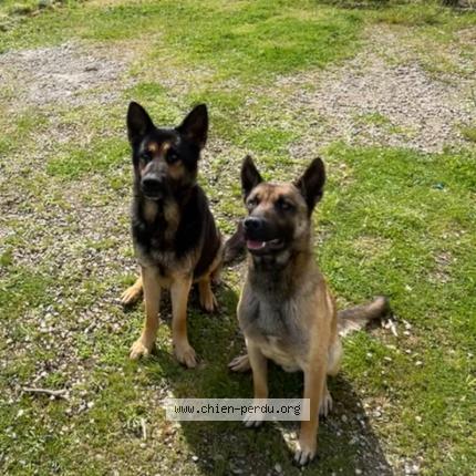 Photo 1/1 Lavanceau Chien lost in Castelsarrasin